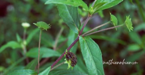 Lợi ích sức khỏe của cỏ mực